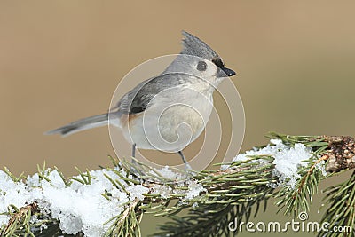 Titmouse in Snow Stock Photo