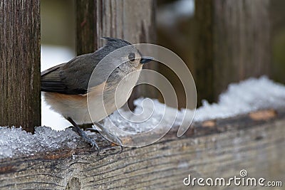 Titmouse on a Snowy Fence Stock Photo