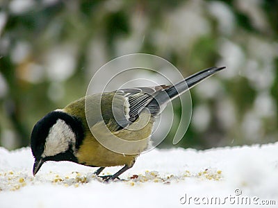 Titmouse on a snowy table in the winter Stock Photo