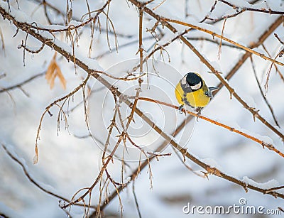 Titmouse on a snowy winter day Stock Photo