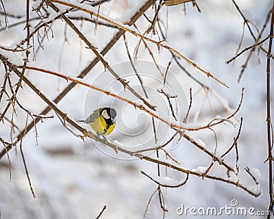 Titmouse on a snowy winter day Stock Photo