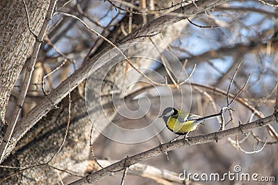 Titmouse on a snowy winter day Stock Photo