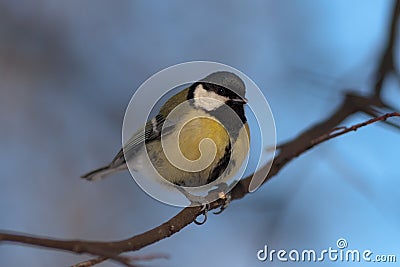 Titmouse on a tree branch Stock Photo