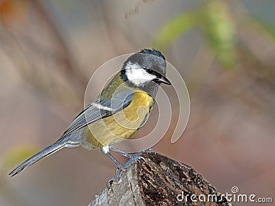 Titmouse on tree-stump Stock Photo