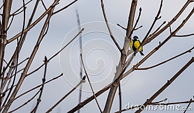 Tits of bright color on branches close-up in winter Stock Photo