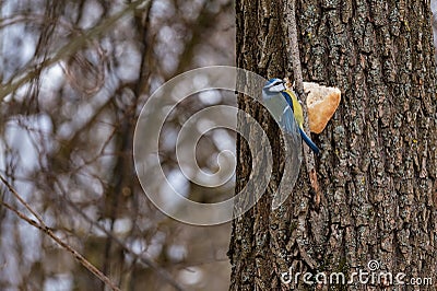 Tits of bright color on branches in winter Stock Photo