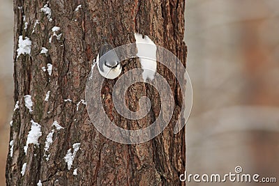 Tits, chickadees, titmice constitute Paridae, a Stock Photo