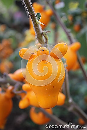 Titty Fruit on garden. Stock Photo