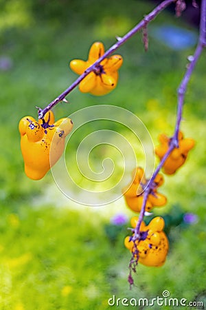 Titty fruit on tree in garden or solanum mammosum or the apple o Stock Photo