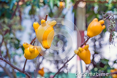 Titty fruit on tree in garden or solanum mammosum or the apple o Stock Photo