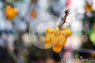 Titty fruit on tree in garden or solanum mammosum or the apple o Stock Photo
