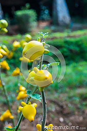 Titty or nipple fruit on plant Stock Photo