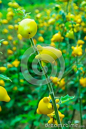 Titty or nipple fruit on plant Stock Photo