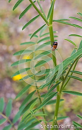 Tituboea sexmaculata beetle on snapdragon plant Stock Photo