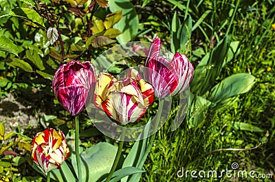 Multi-colored with large heads beautifully fading,spring tulips in the garden among other plants Stock Photo