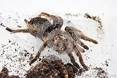 Tliltocatl albopilosus or Brachypelma albopilosum is a species of tarantula, also known as the curlyhair tarantula. They Stock Photo