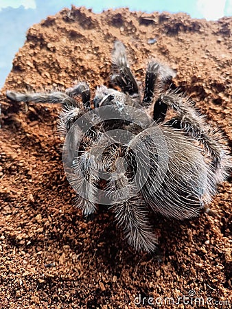 Tliltocatl albopilosus is a species of tarantula, also known as the curly-haired tarantula. Stock Photo