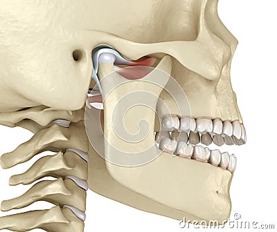 TMJ: The temporomandibular joints. Healthy occlusion anatomy. Medically accurate 3D illustration of human teeth and dentures Cartoon Illustration