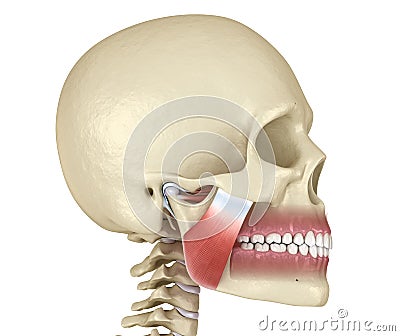 TMJ: The temporomandibular joints and muscles. Medically accurate 3D illustration Cartoon Illustration