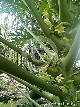 Little flower from papaya Stock Photo