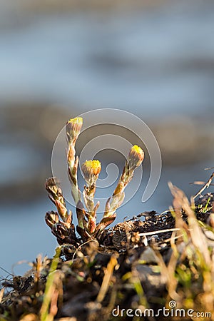 To blossom buds of mother and stepmother Stock Photo