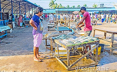 To choose the fish Editorial Stock Photo