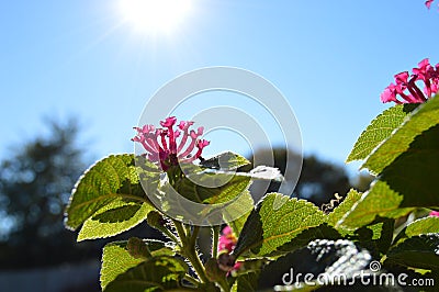 Florida Pink Hibiscus flower Stock Photo