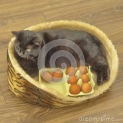 To Easter eggs need all, to it prepare even cats. cat with eggs. happy Easter Stock Photo