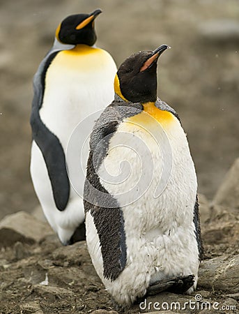 To King Penguins, One in Moult Stock Photo