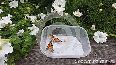 To monarch butterflies about to be released into a garden part of monarch preservation project Guelph Ontario canada Stock Photo