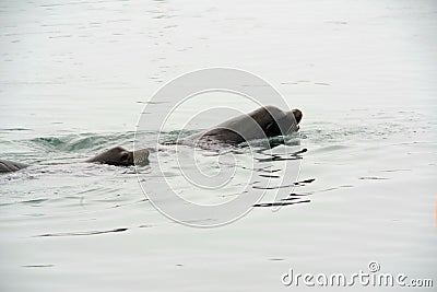 To see Lions on Coastal Waters near Ilwaco Washington Stock Photo