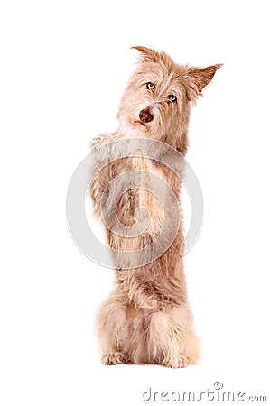 To sit up and beg, Stock Photo