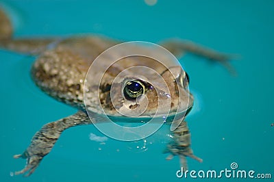 Toad Stock Photo