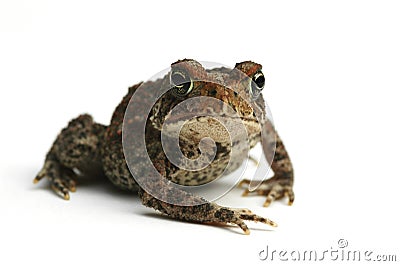 Toad Stock Photo