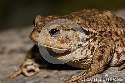 Toad Stock Photo