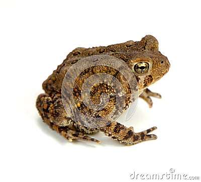 Toad Stock Photo