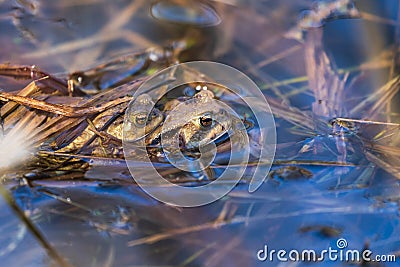 Toad - Bufo bufo mating on the surface of a pond. There is a mosquito on the toad`s head. There are reeds around the frogs Stock Photo