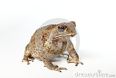 Toad Stock Photo