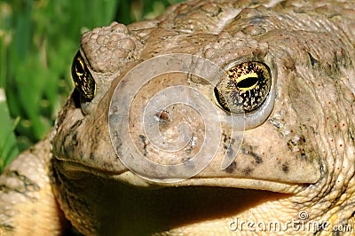 Toad Eyes Stock Photo