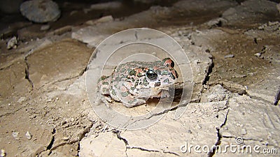 Toad. frog contemplates a river that has dried up. toad looks at its devastating environment close up toad closeup frog Amphibians Stock Photo