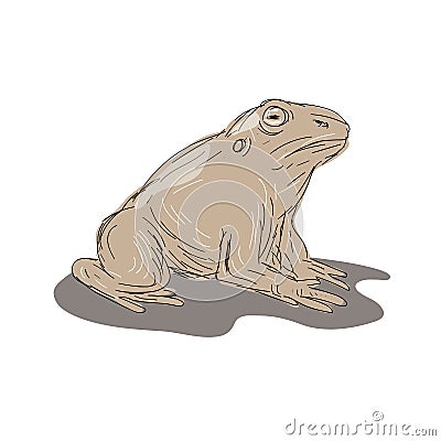 Toad Frog Sitting Side Drawing Stock Photo