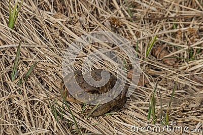 Toad frog in very dry grass in spring sunny day Stock Photo