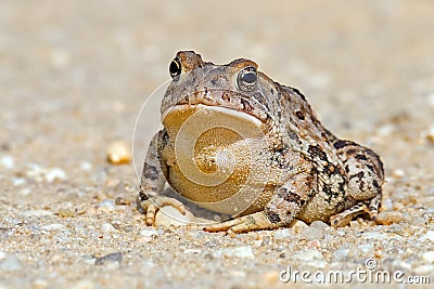 Toad Stock Photo