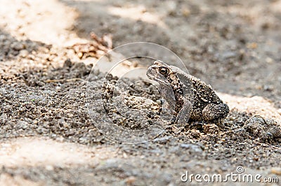 Toad in Grass Stock Photo