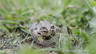 Toad in the grass Stock Photo