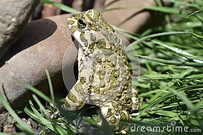 Wet gray frog with green dots on a stone. side view of a frog. Stock Photo