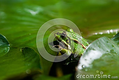 Toad on a green leaf Stock Photo