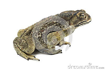 Toad isolated on white background Stock Photo