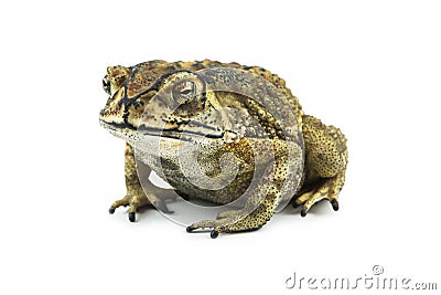 Toad isolated on white background Stock Photo