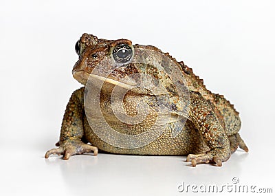 Toad Isolated on White Stock Photo